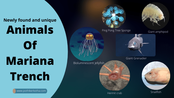 Newly Found And Unique Animals Of Mariana Trench Pothiker Kotha